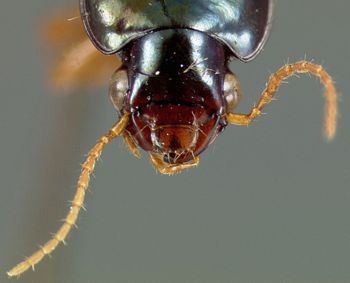 Media type: image;   Entomology 22026 Aspect: head dorsal view